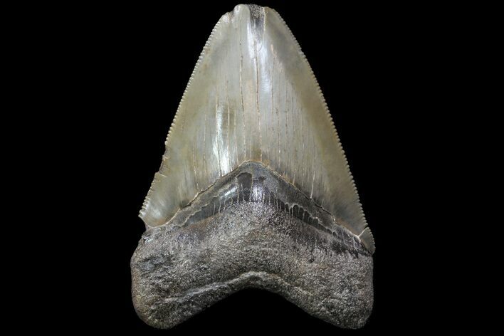 Serrated, Fossil Megalodon Tooth #72483